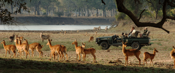 Verschiedene Tiere am Luangwa © Foto: Archiv Norman Carr Safaris