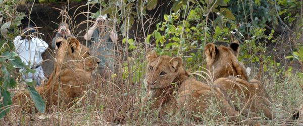 Begegnung mit jungen Löwen auf einer Pirschwanderung © Foto: Archiv Norman Carr Safaris