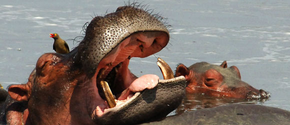 Hippo und Madenhacker im South Luangwa Nationalpark, Sambia. © Foto: Christian Becker Hippo und Madenhacker im South Luangwa Nationalpark, Sambia. © Foto: Christian Becker