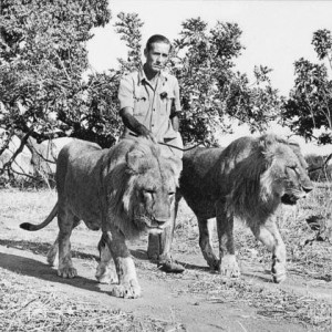 Norman Carr und seine Löwen  © Foto: Archiv Norman Carr Safaris