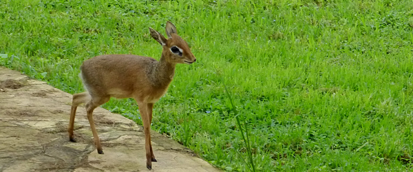 Dikdik im Garten der Arumeru River Lodge © Foto: Angelika Krüger | Outback Africa Erlebnisreisen