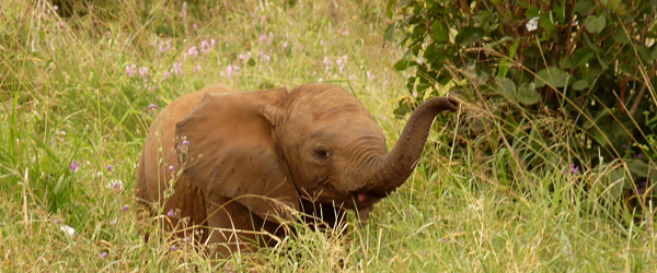 Kleiner Elefant im Tarangire Nationalpark © Foto: Ulrike Pârvu | Outback Africa Erlebnisreisen