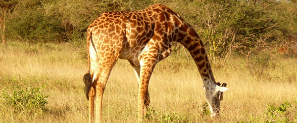 Giraffenbulle im Tarangire Nationalpark © Foto: Ulrike Pârvu | Outback Africa Erlebnisreisen