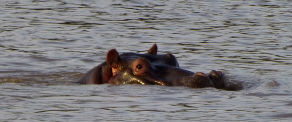 Flusspferd im Mara Fluss © Foto: Ulrike Pârvu | Outback Africa Erlebnisreisen