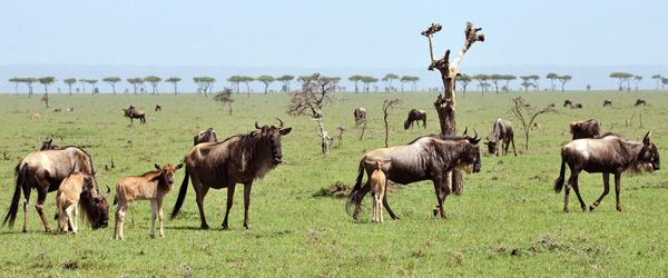 Safari in Mara North © Foto: Marco Penzel | Outback Africa Erlebnisreisen