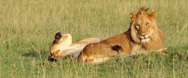 Safari in Mara North © Foto: Marco Penzel | Outback Africa Erlebnisreisen