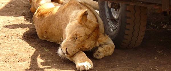 Löwensiesta im Ngorongorokrater © Foto: Angelika Krüger | Outback Africa Erlebnisreisen