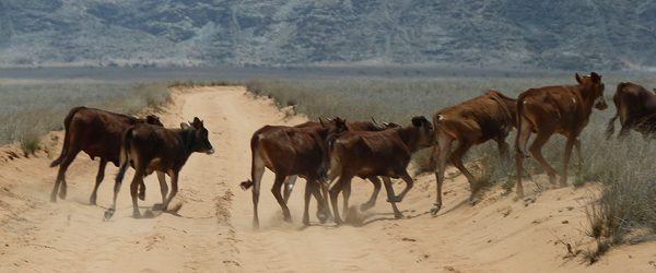Kühe auf einer Sandpiste im Kaokoland © Foto: Jens Döring | Outback Africa Erlebnisreisen