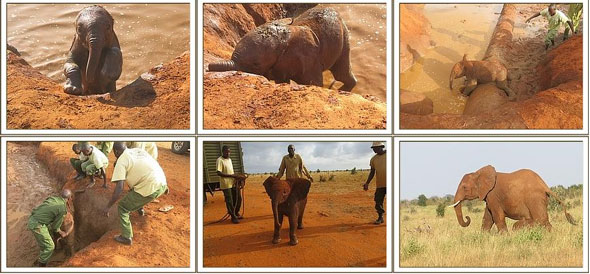 http://www.outback-africa.de/blog/wp-content/uploads/2015/03/dwst-rescue.jpg