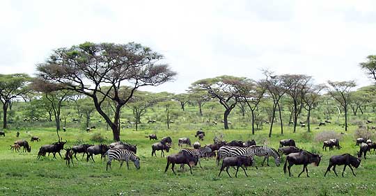 Kakka Kakka Compressed Mp3 Songs Download