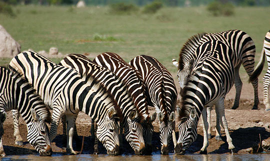 Zwebras im Nxai Pan Nationalpark © Foto: Kwando Safaris