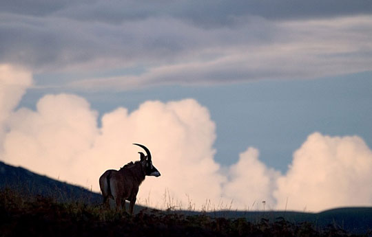 Pferdeantilope auf dem Nyika-PLateau. © Foto: Dana Allen, Wilderness Safaris
