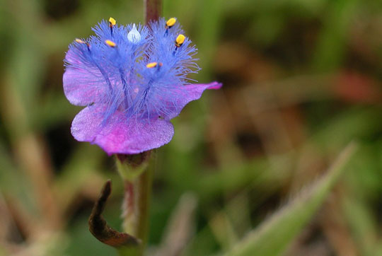 Die Pflanzenwelt von Nyika ist so vielfältig wie an wenigen anderen Orten in Afrika. © Foto: Dana Allen, Wilderness Safaris
