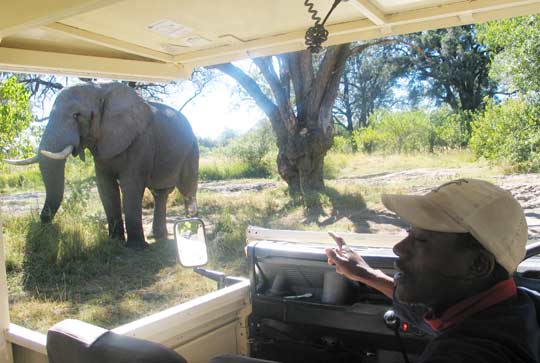 Pirschfahrt in Moremi Pirschfahrt in Moremi