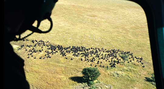 Büffelherde in den Busanga Plains aus dem Helikopter fotografiert © Foto: Marco Penzel