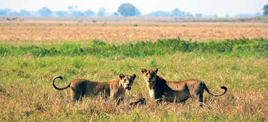 Löwinnen in den Busanga Plains im nördlichen Kafue NP, Sambia © Foto: Mike Myers, Wilderness Safaris