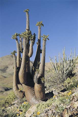 Halbmenschbaum im Richtersveld Nationalpark Halbmenschbaum im Richtersveld Nationalpark