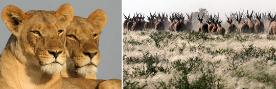 Löwen und Eland-Antilopen bei Tau Pan in der Zentralkalahari (Botswana)