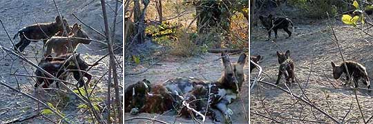Wildhund-Welpen im Kwando-Reservat, Botswana © Foto: Kwando Safaris
