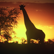 Around Namibia