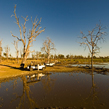 Camp Moremi