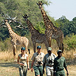 South Luangwa mit Robin Pope Safaris