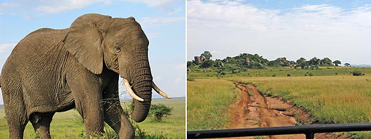 Kopjes-Landschaft und Elefant hautnah in der Serengeti. © Fotos: Svenja Penzel