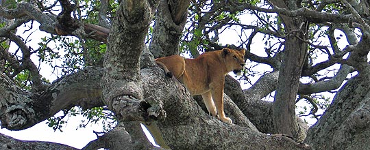 Die Löwin klettert auf den Baum, weil dort die Fligen nicht so nerven. © Foto: Svenja Penzel