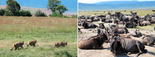 Löwen und Gnus im Ngorongoro-Krater. © Fotos: Svenja Penzel