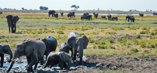 Elefanten im Chobe Nationalpark © Foto: René Schmidt | Outback Africa Erlebnisreisen