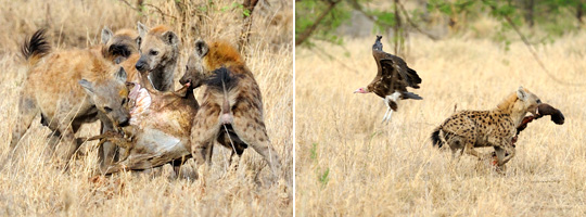 Hyänen in der Nähe des Olakira Camps, Serengeti © Foto: Marco Penzel | Outback Africa Erlebnisreisen Hyänen in der Nähe des Olakira Camps, Serengeti © Foto: Marco Penzel | Outback Africa Erlebnisreisen
