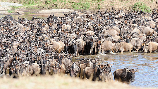 River Crossing: Gnus überqueren den Mara-Fluß in der nördlichen Serengeti © Foto: Marco Penzel | Outback Africa Erlebnisreisen