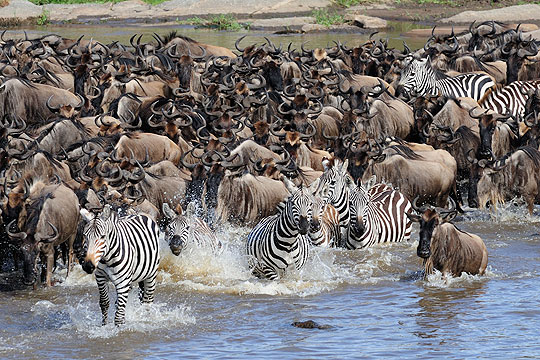River Crossing: Gnus und Zebras überqueren den Mara-Fluß in der nördlichen Serengeti © Foto: Marco Penzel | Outback Africa Erlebnisreisen