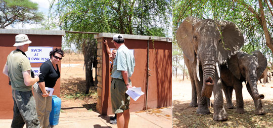 Da steht ein Elefant vor der Tür! Tarangire Safari Lodge. © Foto: Marco Penzel | Outback Africa Erlebnisreisen