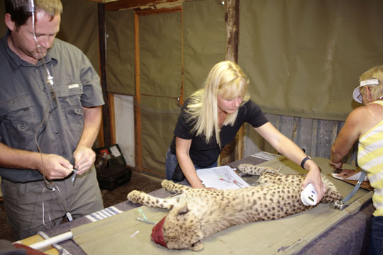 Dr. Gary Bauer (rechts) behandelt einen Geparden in der Africat-Klinik. © Foto AfriCat Foundation
