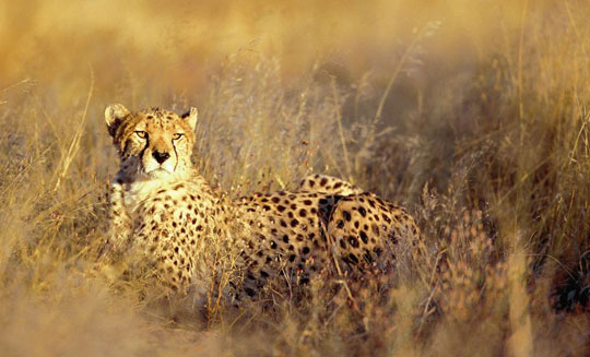 Gepard auf dem Gelände der Okonjima Lodge. © Foto: Okonjima