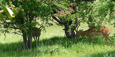 Springboecke-Etoscha