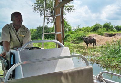 Büffel am Ufer des Kazinga Kanals, vom Boot aus beobachtet