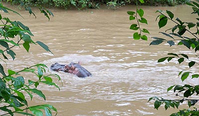 Ein Hippo beim Rafting im Ishasha-Fluß