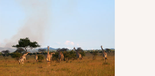 Giraffen in Mikumi © Foto: Svenja Penzel | Outback Africa Erlebnisreisen Giraffen in Mikumi © Foto: Svenja Penzel | Outback Africa Erlebnisreisen