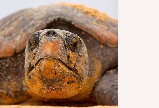 Lederrückenschildkröte © Foto: Roger de la Harpe