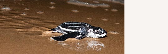 Babyschildkröte auf dem Weg ins Meer © Isibindi