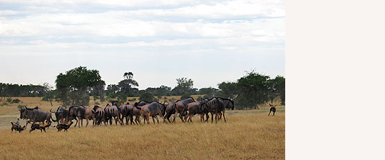 Selous Wildreservat © Foto: Svenja Penzel | Outback Africa Erlebnisreisen