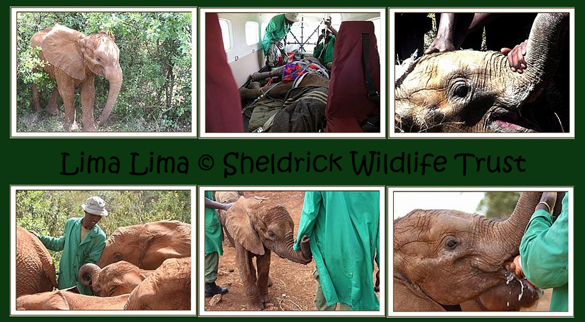 Limalima © Fotos: Sheldrick Wildlife Trus