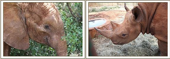 Maxwell und Lima Lima © Sheldrick Wildlife Trust