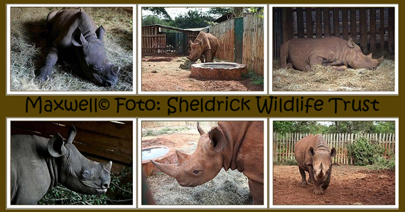Maxwell © Fotos: Sheldrick Wildlife Trust