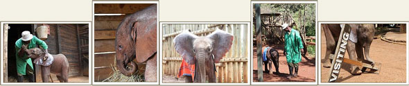 Ajabu © Fotos: David Sheldrick Wildlife Trust