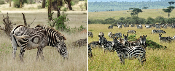 Grevyzebra im Lewa Wildschutzgebiet (links) und Steppenzebras in der Massai Mara (rechts). Fotos: Marco Penzel | Outback Africa Erlebnisreisen