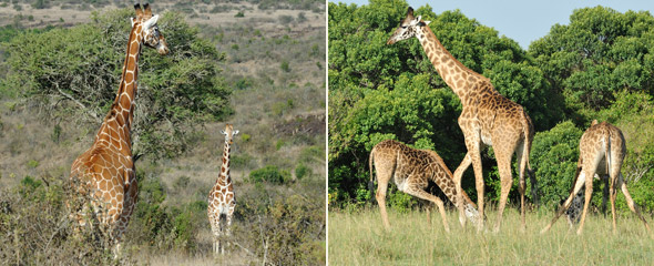 Netzgiraffen in Loisaba (links) und Massaigiraffen in der Massai Mara (rechts). Fotos: Marco Penzel | Outback Africa Erlebnisreisen