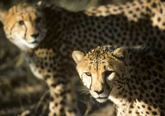 Geparden bei der Amani Lodge, Nambia © Foto: Marco Penzel